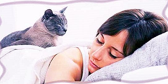 Značenje sna: vidjeti mačku u snu