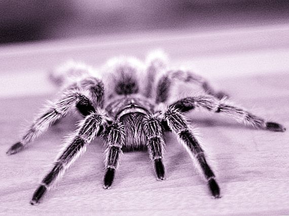 Hoe je ophoudt bang te zijn voor spinnen