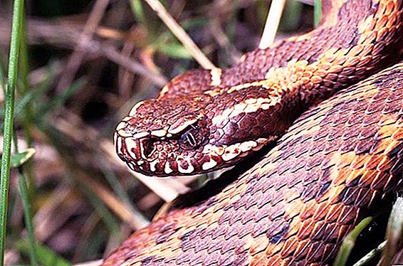 Bagaimana berhenti takut pada ular