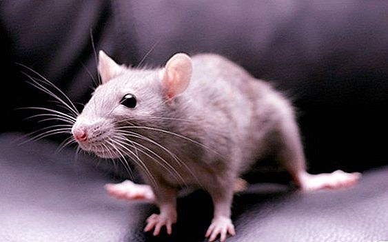 Hvorfor er kvinner redd for mus?